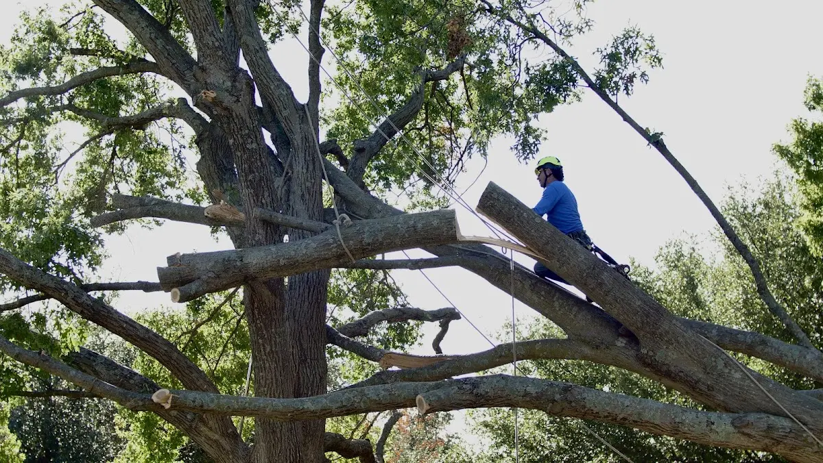 Professional Crown Thinning performed by certified arborists in Grassy Creek