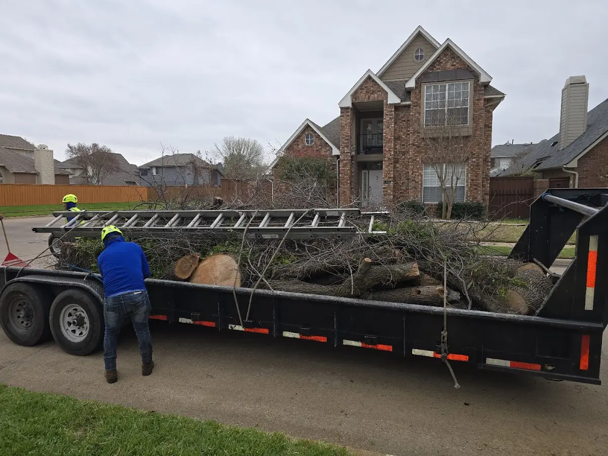 Expert Tree Pest Control with proper safety equipment in Grassy Creek